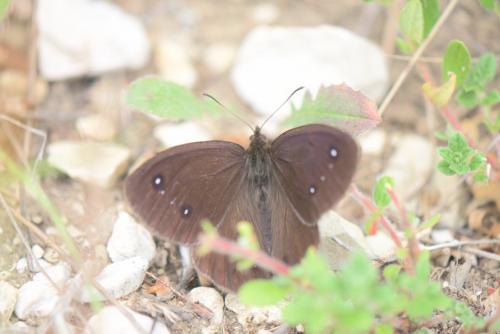 Réf. 227 729 : Satyrus ferula